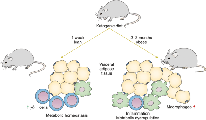 Following a keto diet leads to a decrease in immune gamma delta T cells and an increase in the number of macrophages in adipose tissue.